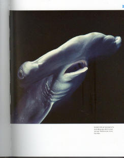 Requins: entre peur et connaissance