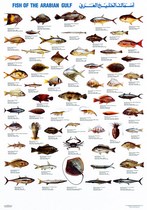Poster: poissons du Golfe Persique