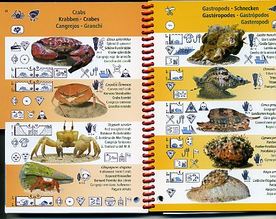 Picto Life Mer Rouge, Ocean Indien- Guide d'identification multilingue des espèces sous-marines 