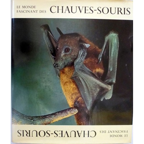 Le monde fascinant des chauves-souris